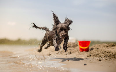 Tips for Taking Your Dog to the Beach