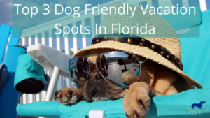 Top 3 Dog Friendly Vacation Spots In Florida