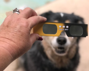 Solar Eclipse Dogs