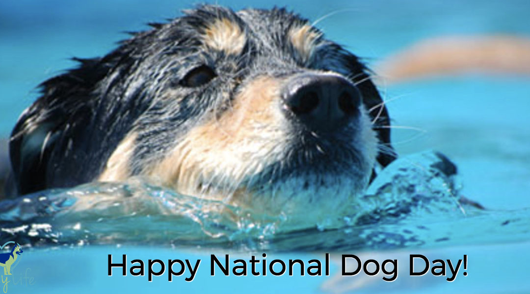 10 Ways To Celebrate National Dog Day
