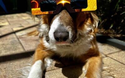 Pets and The Solar Eclipse