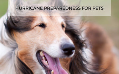 Hurricane Preparedness for Pets
