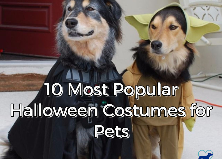 10 Most Popular Halloween Costumes for Pets