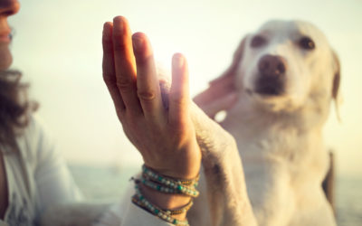 10 REASONS TO GIVE THANKS FOR YOUR DOG