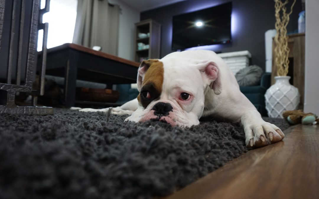 How to Help Your Dog Beat Boredom