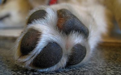 How to Safely Trim Your Dog’s Nails