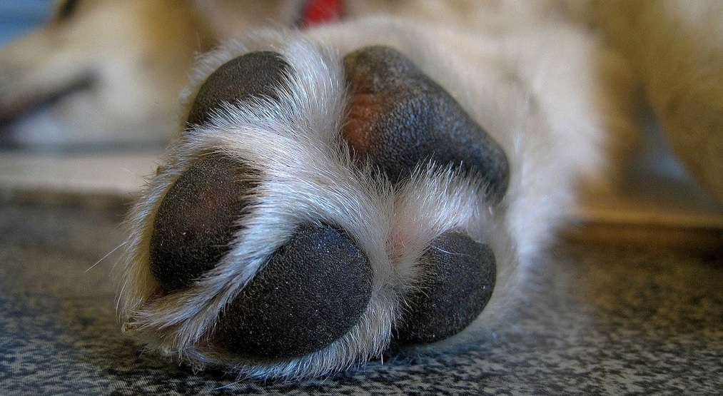 How to Safely Trim Your Dog’s Nails
