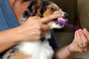 Brush your dogs teeth