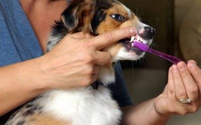 Brush Your Dog’s Teeth at Home