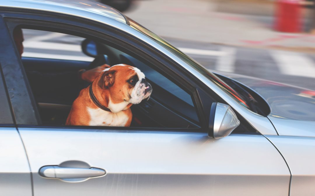 How to Travel Safely with Your Dog
