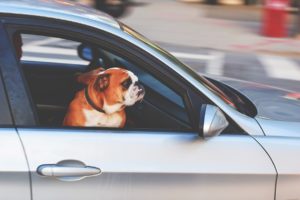 how to travel safely with your dog