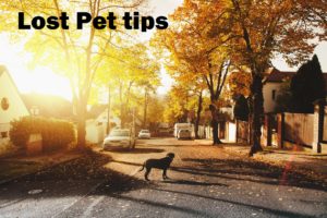 lost pet tips