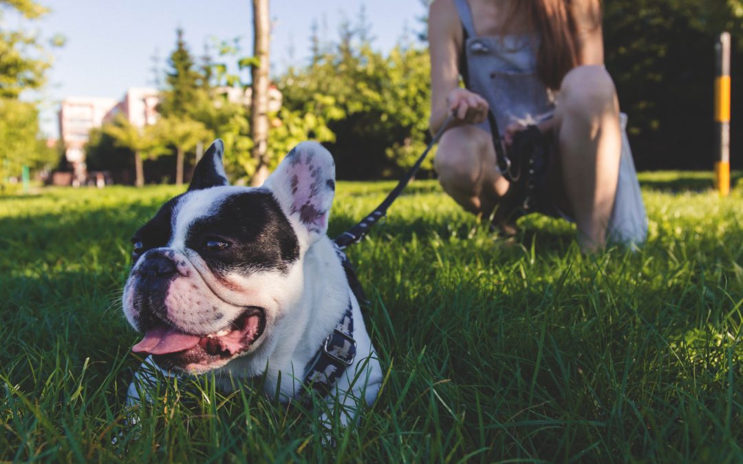 5 Things to Remember When you Leave your dog with a Pet Sitter