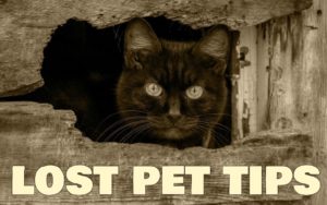 Lost pet tips