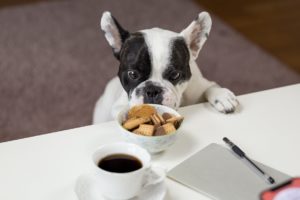 how often to feed your dog