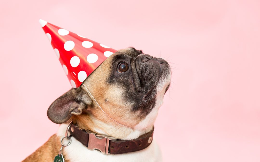 7 Ways to Celebrate National Dog Week