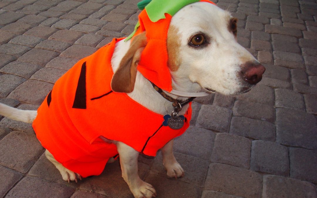 10 Halloween Costume Ideas for You and Your Dog