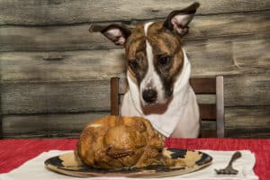 Thanksgiving safety tips for your pets