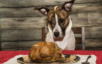 THANKSGIVING SAFETY TIPS FOR YOUR PET