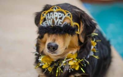 5 Tips for Keeping Your Pets Safe on NYE