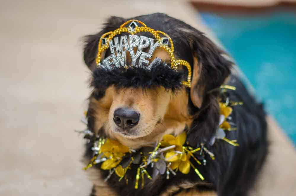 How to Keep Your Pet Safe on New Year’s Eve