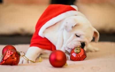 Planning the Perfect Christmas When You’re a Pet Owner