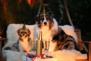 keeping pets safe on new years eve