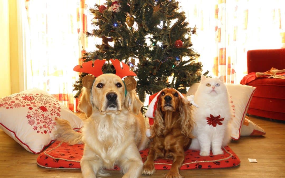 Gift Ideas for Your Pets