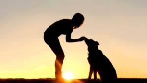 5 basic commands to teach your dog