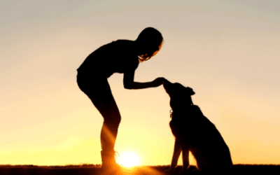 5 Basic Commands to Teach Your Dog