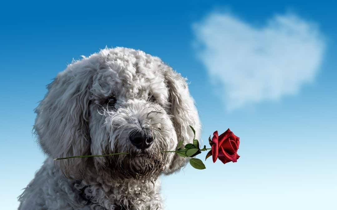 9 Valentine’s Day Gifts for Dogs