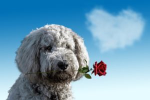 9 valentine's day gifts for dogs