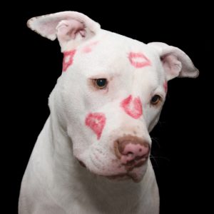6 Ways to Celebrate Valentine's Day With Your Dog