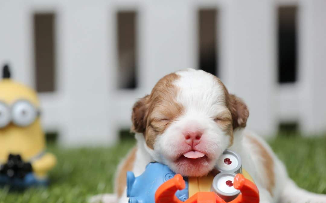 Aww! 6 Cute Facts About Puppies