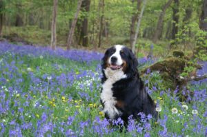 how to prepare your dog for spring