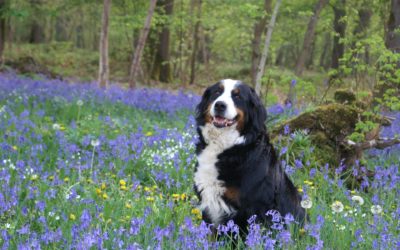 Tips to Prepare Your Dog for Spring