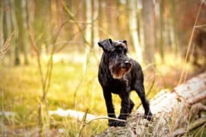 Preventing Lyme disease in dogs