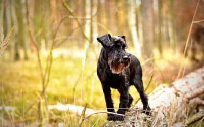 Preventing Lyme disease in dogs