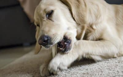 3 Best Dental Treats to Help Clean Your Dog’s Teeth