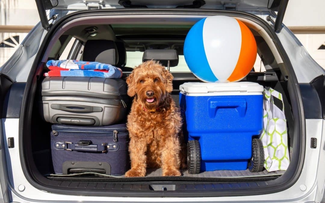 Tips for Vacationing With Pets