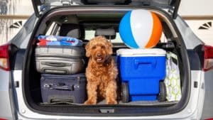 Tips for Vacationing With Pets