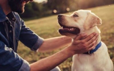 Activities for the Dog Dad This Father’s Day