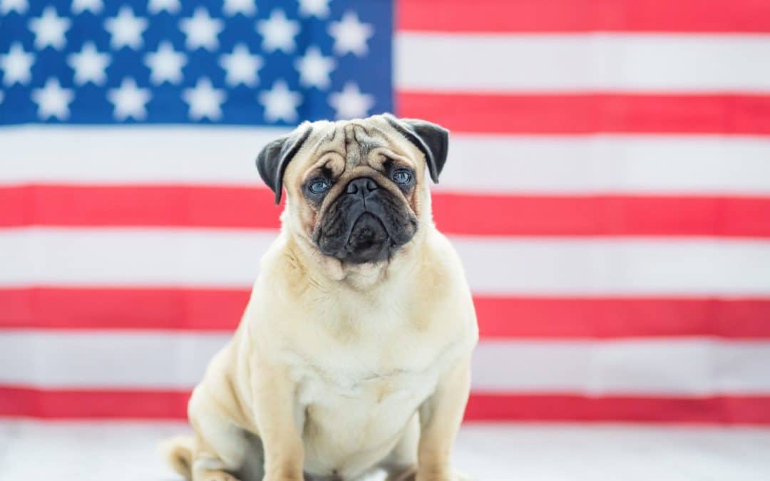 July 4th Safety Tips for Pets