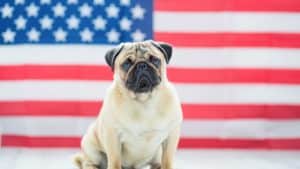 July 4th Safety Tips for Pets