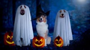 Tips on How to Plan a Halloween Dog Party