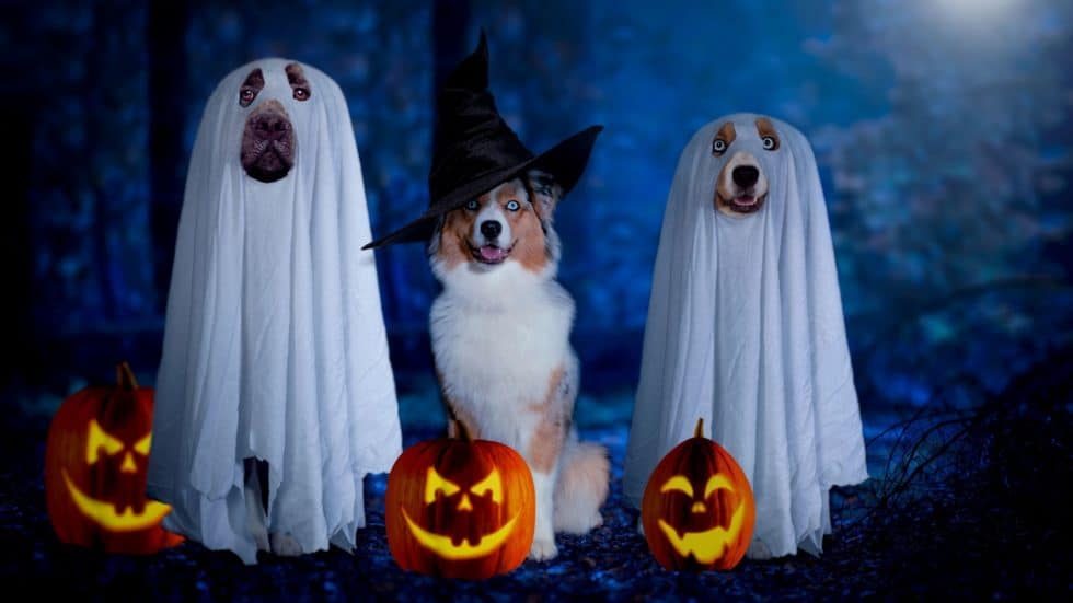 Tips on How to Plan a Halloween Dog Party Yappy Life