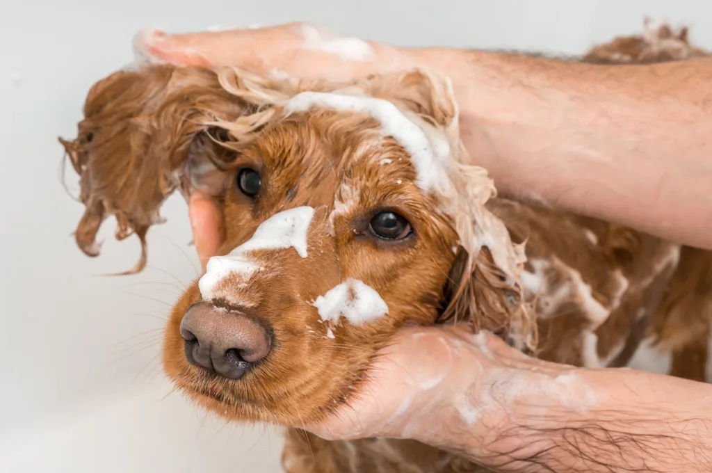 Bathing Your Dog