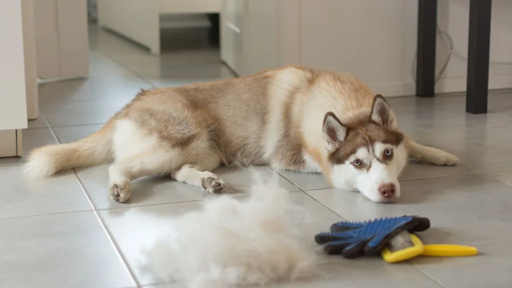 5 Tips to Reduce Shedding How to Keep Your Home Fur-Free