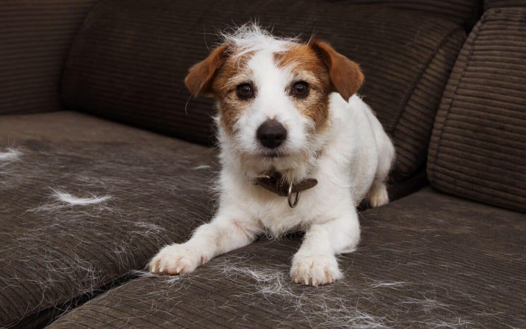 Shedding Season: Tips to Help Your Dog (and You!) Get Through It
