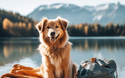 The Ultimate Guide To Dog Travel Essentials